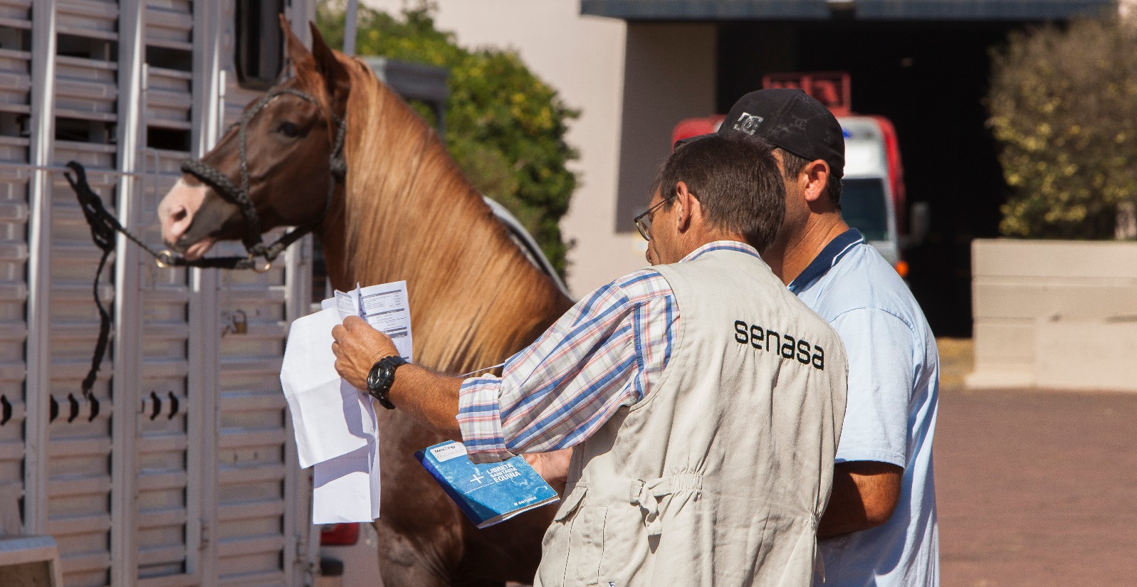 Nuevo certificado de «Anemia infecciosa equina»